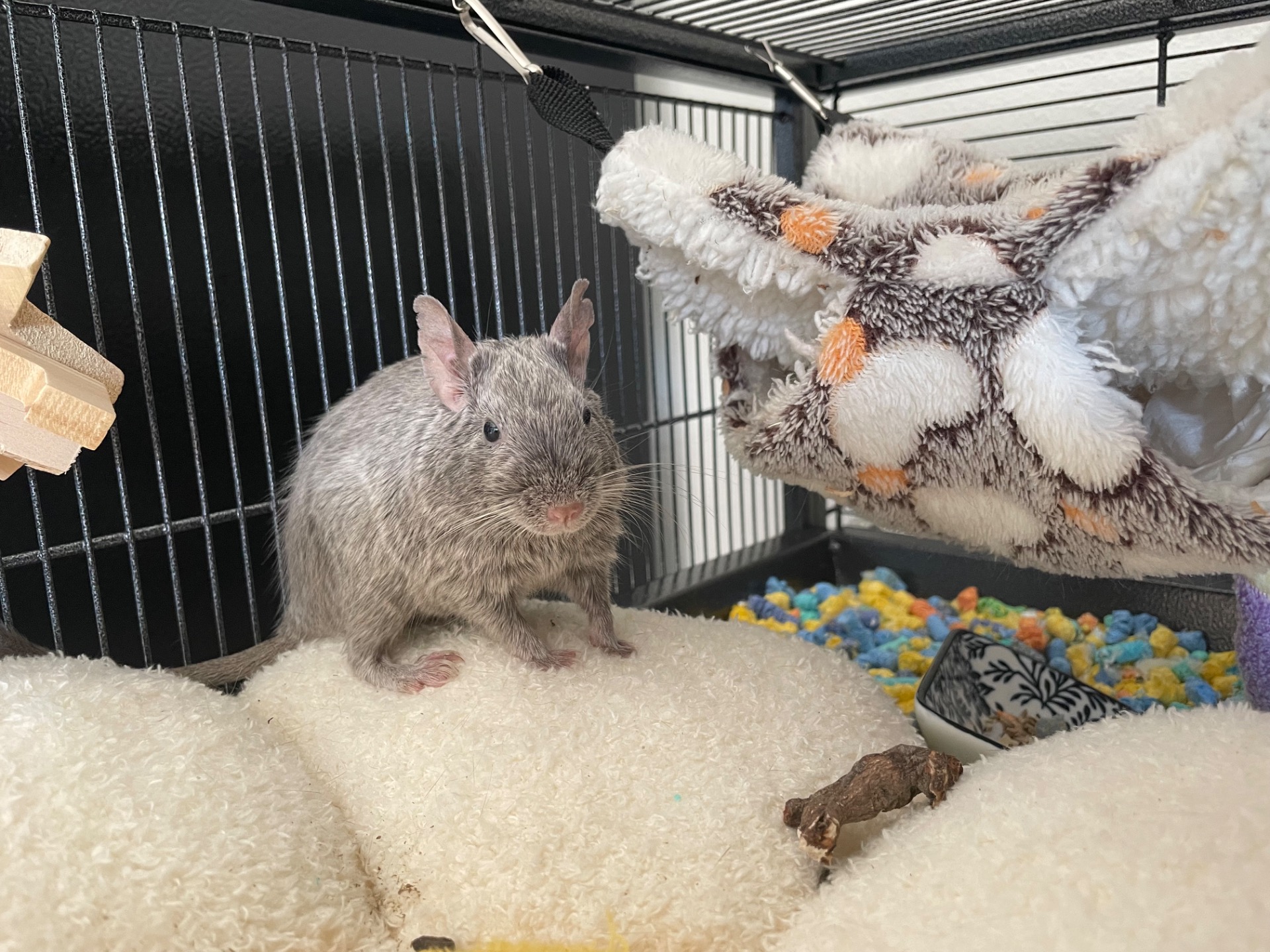 Nachos - nar. 20.3. 2024 (Degu Love) - láska na první pohled ❤️